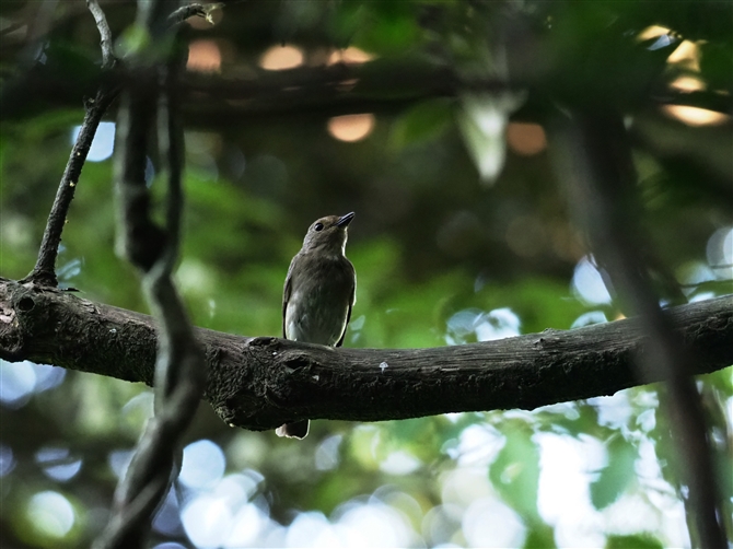 II,Blue-and-white Flycatcher